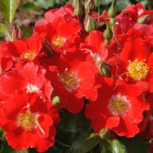 rose-paso-doble | ЛПХ питомник роз "ГАРАНТ"
